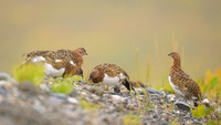 Willow Ptarmigan