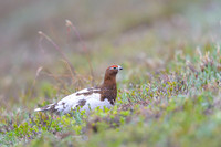 Willow Ptarmigan