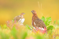 Willow Ptarmigan