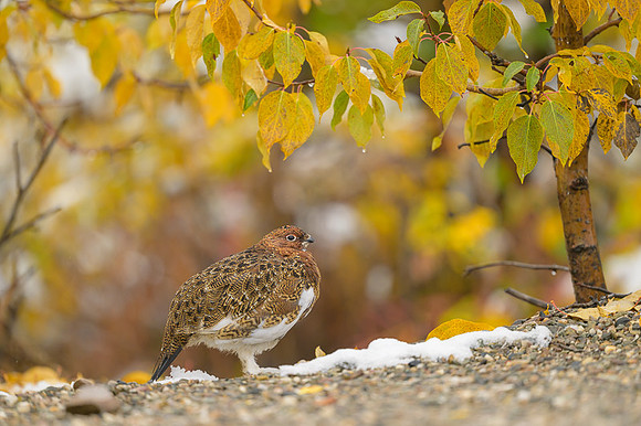 Willow Ptarmigan