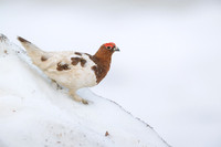 Willow Ptarmigan