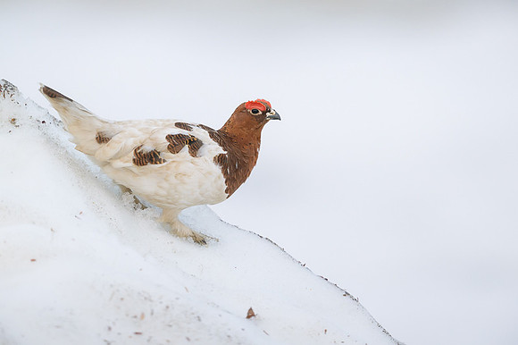 Willow Ptarmigan