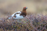 Willow Ptarmigan