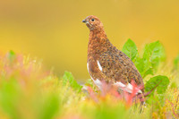 Willow Ptarmigan