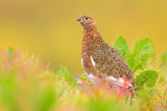 Willow Ptarmigan
