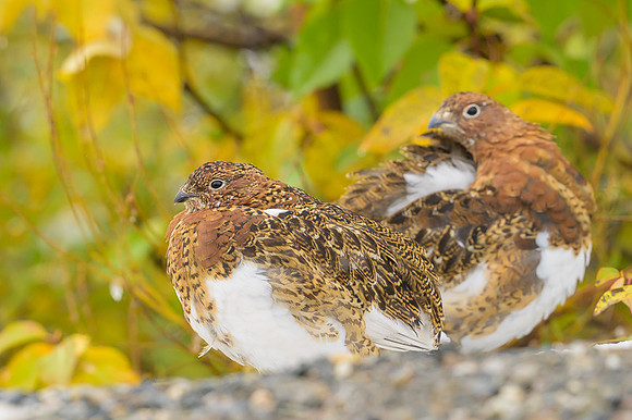 Willow Ptarmigan