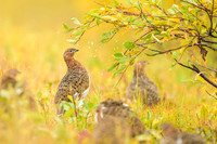 Willow Ptarmigan
