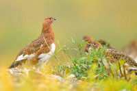 Willow Ptarmigan