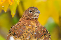 Willow Ptarmigan