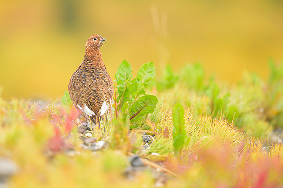 Willow Ptarmigan