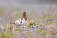 Willow Ptarmigan