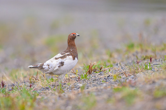 Willow Ptarmigan