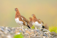 Willow Ptarmigan