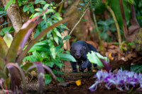 Tayra