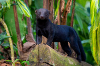 Tayra