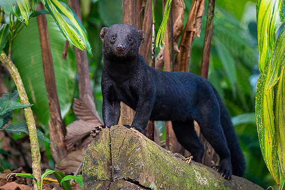 Tayra