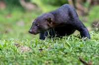 Tayra