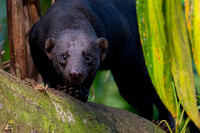 Tayra