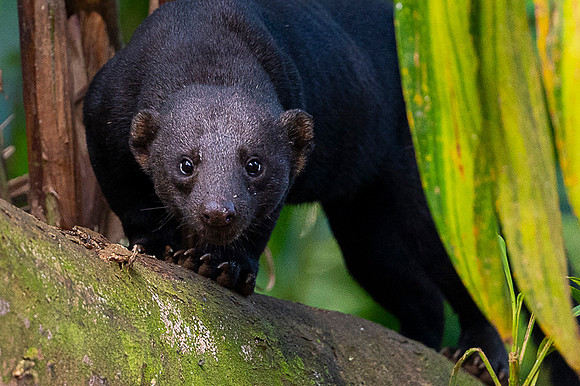 Tayra