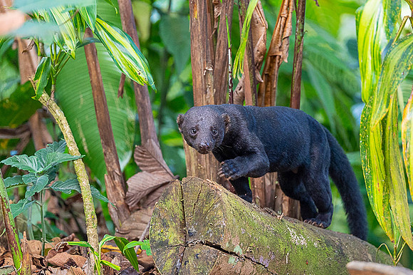 Tayra