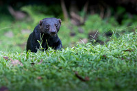 Tayra