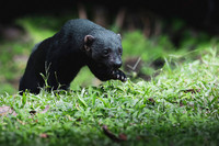Tayra