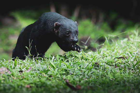 Tayra