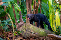 Tayra