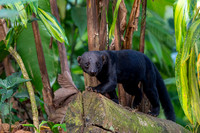 Tayra