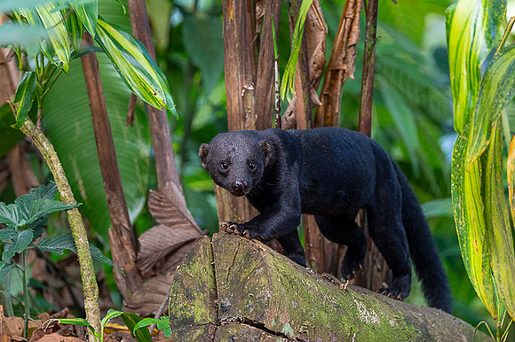 Tayra