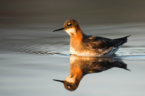 Red-necked Phalarope / Płatkonóg szydłodzioby
