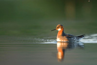 Red-necked Phalarope / Płatkonóg szydłodzioby