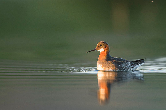 Red-necked Phalarope / Płatkonóg szydłodzioby