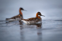 Red-necked Phalarope / Płatkonóg szydłodzioby