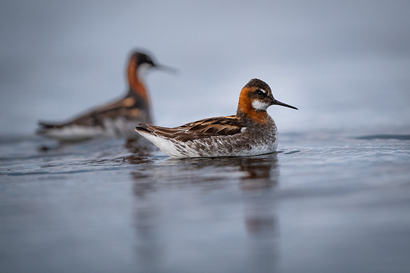 Red-necked Phalarope / Płatkonóg szydłodzioby