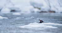 Dipper / Plusz