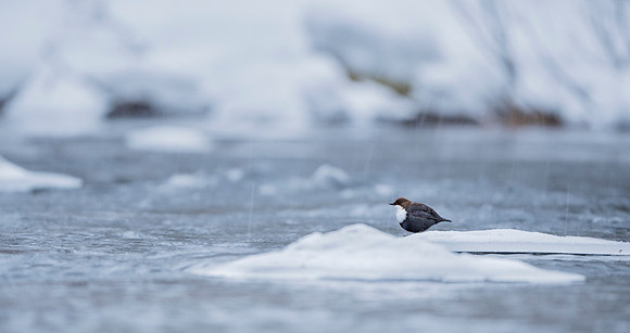 Dipper / Plusz