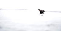 Dipper / Plusz