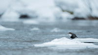 Dipper / Plusz