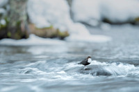Dipper / Plusz