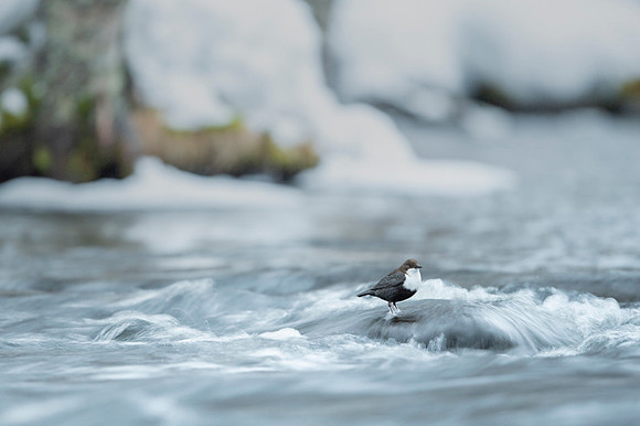 Dipper / Plusz