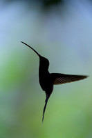 White-whiskered hermit