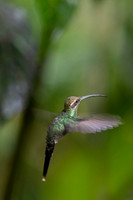 White-whiskered hermit