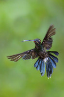 White-whiskered hermit