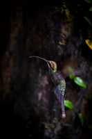 White-whiskered hermit