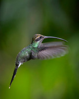 White-whiskered hermit