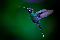 White-whiskered hermit