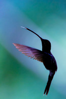White-whiskered hermit