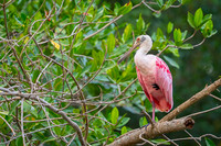 Roseate Spoonbill