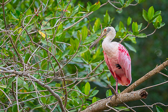 Roseate Spoonbill